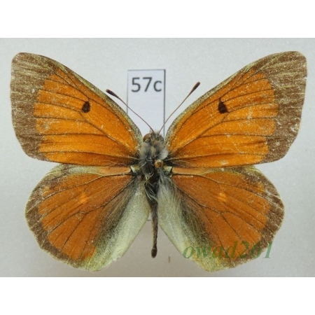 Colias diva Grum-Grshimailo, 1891 China57c